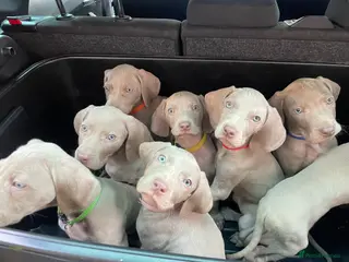Weimaraner dogs Ready for new homes NOW KC reg Silver puppies - Advert 1