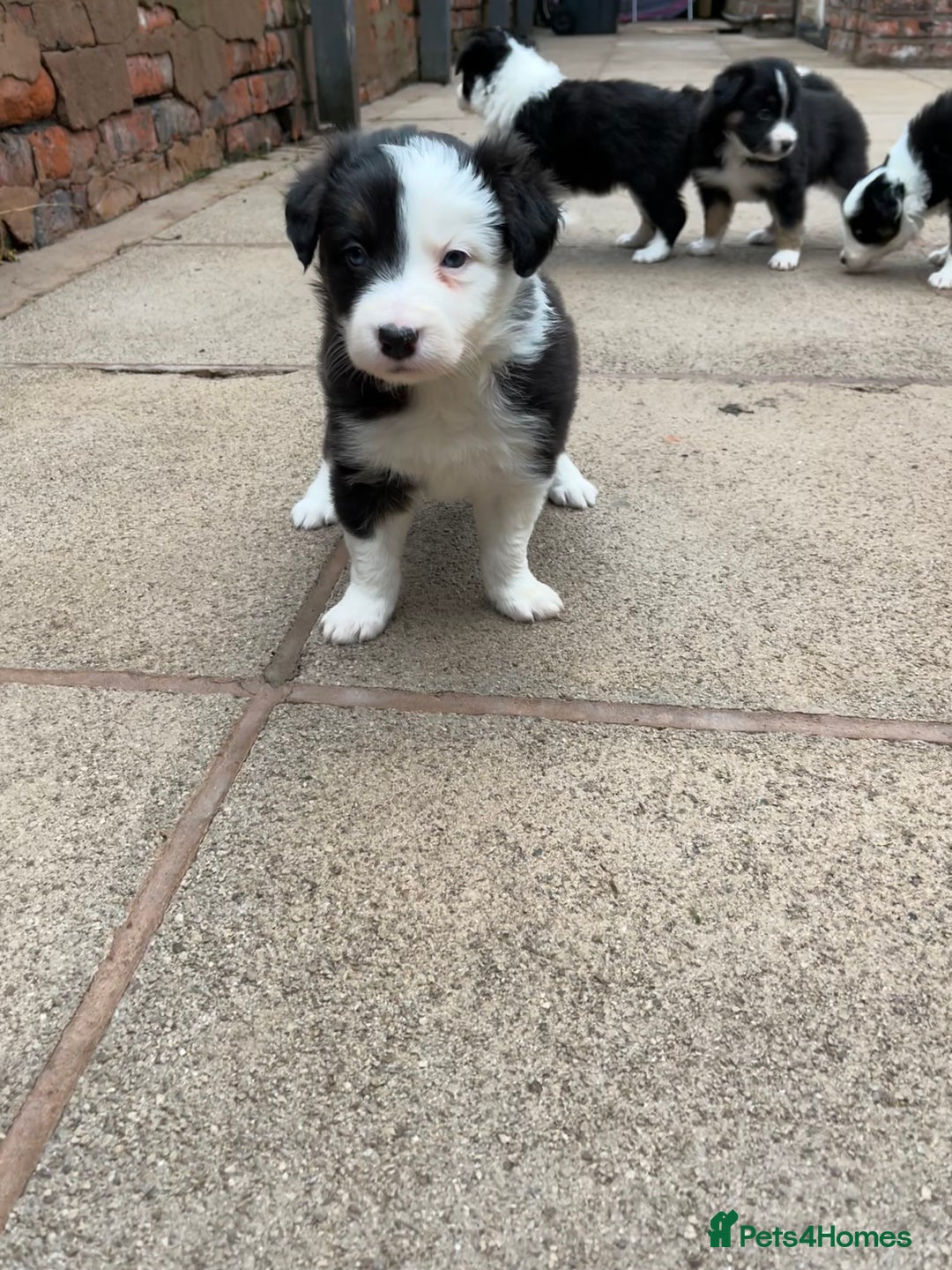 Border Collie dogs for sale: Beautiful Tri-colour border collies - Image 4
