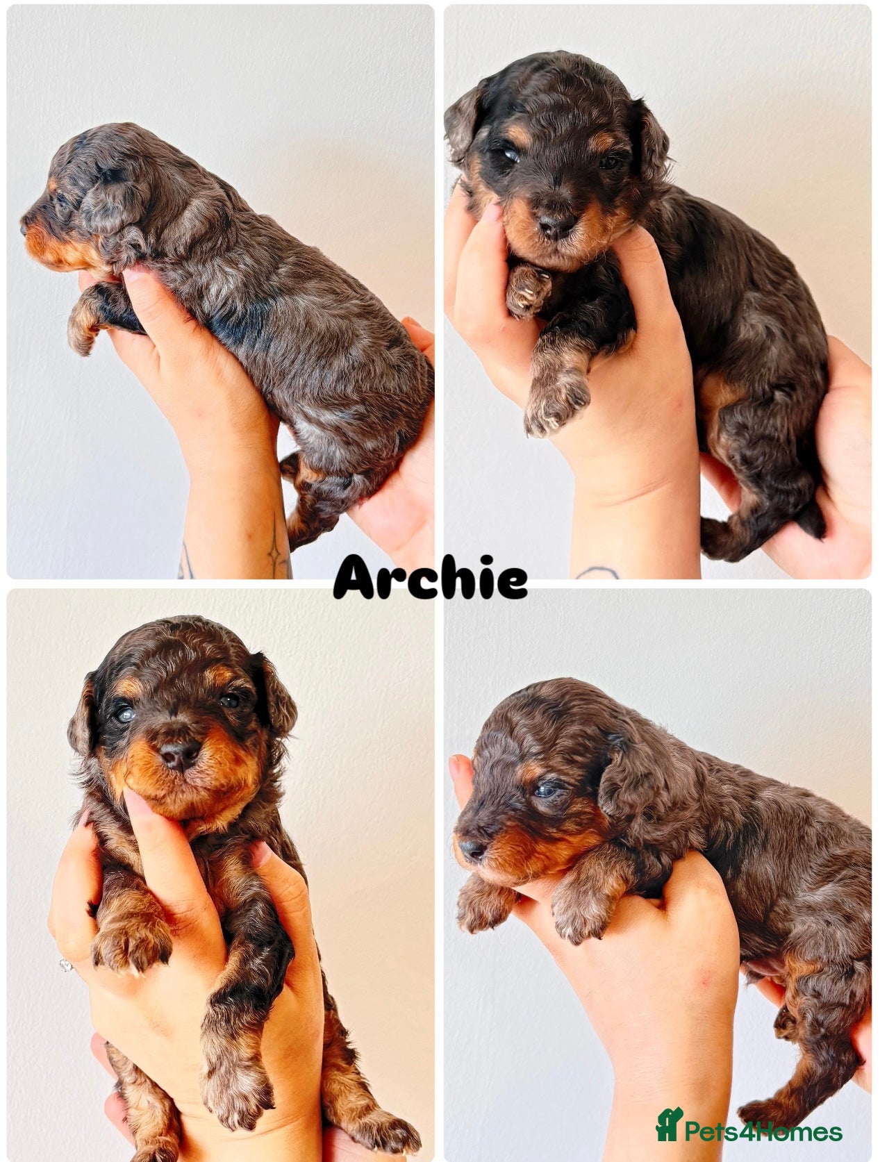 Cockapoo dogs ✨Exceptional F1BB Cockapoo Puppies✨ - Advert 4