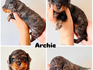 Cockapoo dogs ✨Exceptional F1BB Cockapoo Puppies✨ - Advert 4