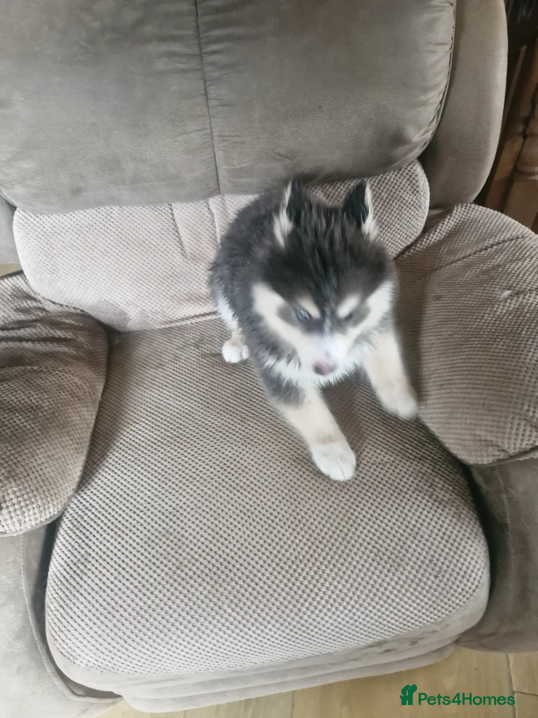 Pomsky dogs for sale: Pomsky puppies only 2 boys left blue eyes. - Advert 2