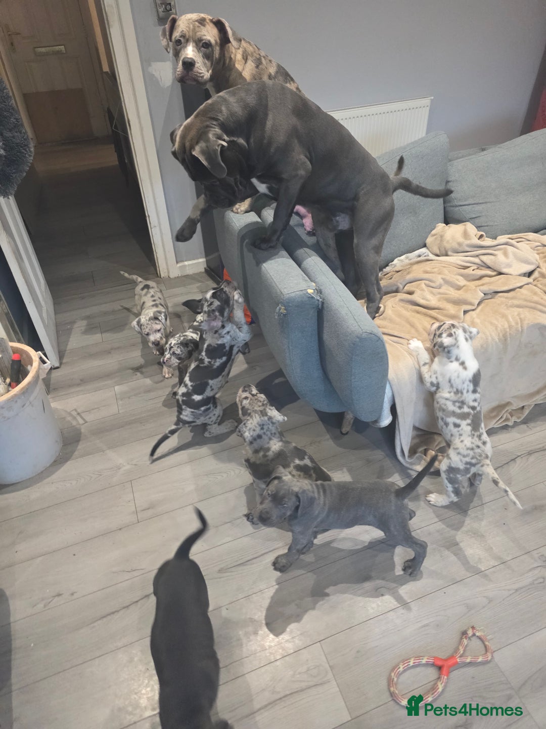 Cane Corso dogs for sale: Cane corso cross  - Advert 1