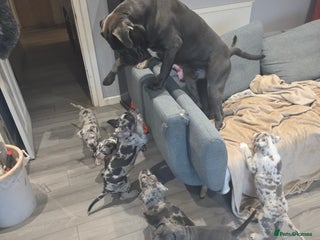 Cane Corso dogs Cane corso cross - Advert 4