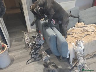 Cane Corso dogs Cane corso cross - Advert 5