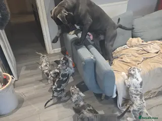 Cane Corso dogs Cane corso cross - Advert 4