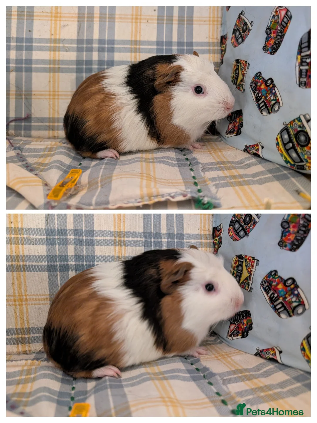 Guinea Pig rodents for sale: 8 Guinea pigs, 8 week old - Advert 2