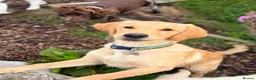 Golden Retriever dogs for sale: Golden retriever  in Blackburn - Advert 3
