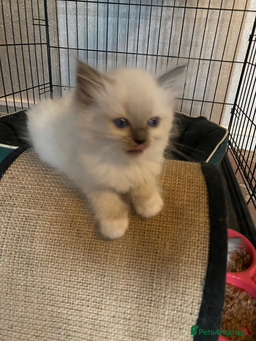 Ragdoll cats for sale: Ragdoll Kittens - Image 9