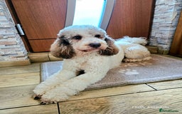 Goldendoodle dogs for stud: FULLY HEALTH TESTED! MOYEN POODLE STUD! in Kettering - Image 15