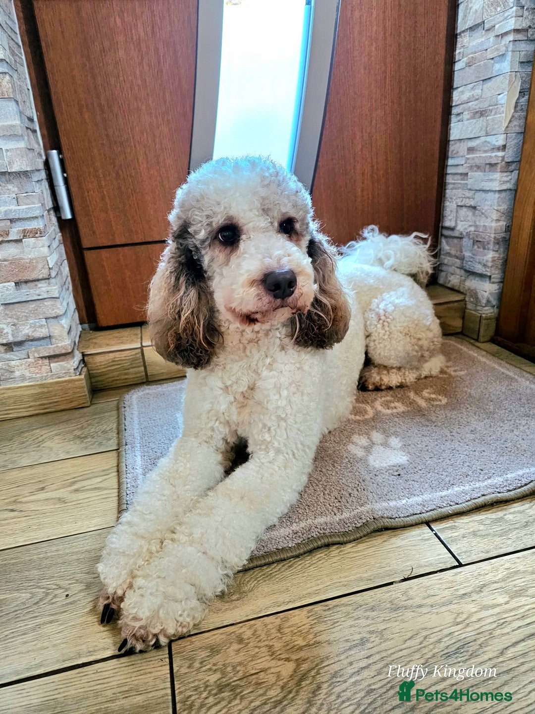 Goldendoodle dogs for stud: FULLY HEALTH TESTED! MOYEN POODLE STUD! in Kettering - Image 15