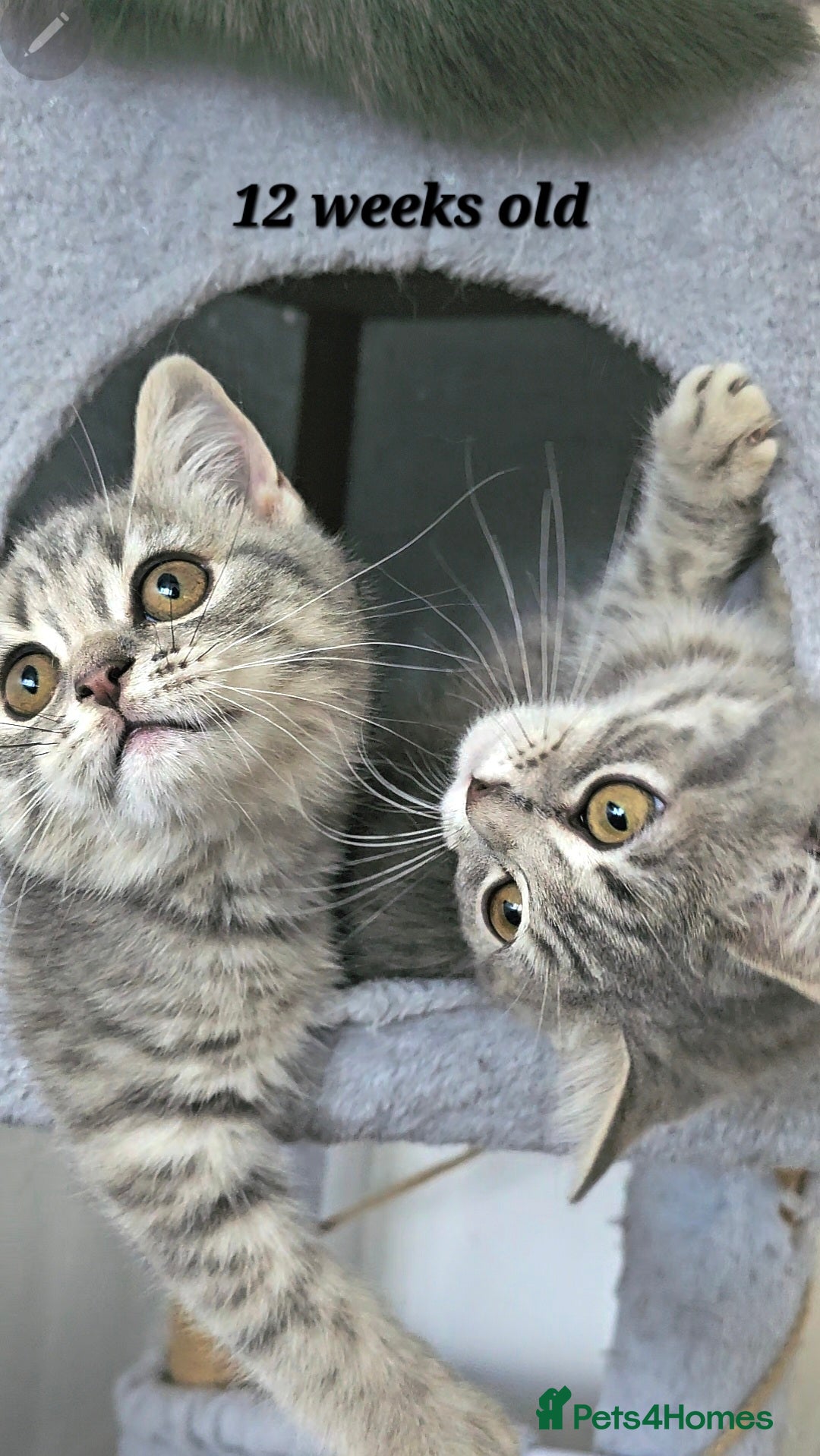 British Shorthair cats for sale: British breed kittens - Image 5