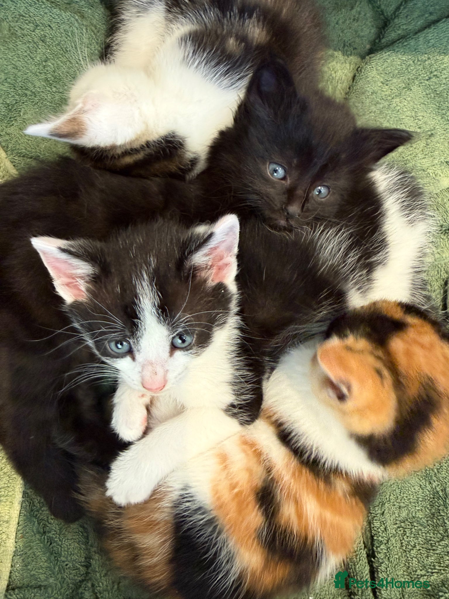 Mixed Breed cats 4 Adorable Kittens ready to go to new homes - Advert 1