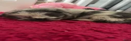 Chow Chow dogs for sale: 2 chow chow puppies  - Advert 4