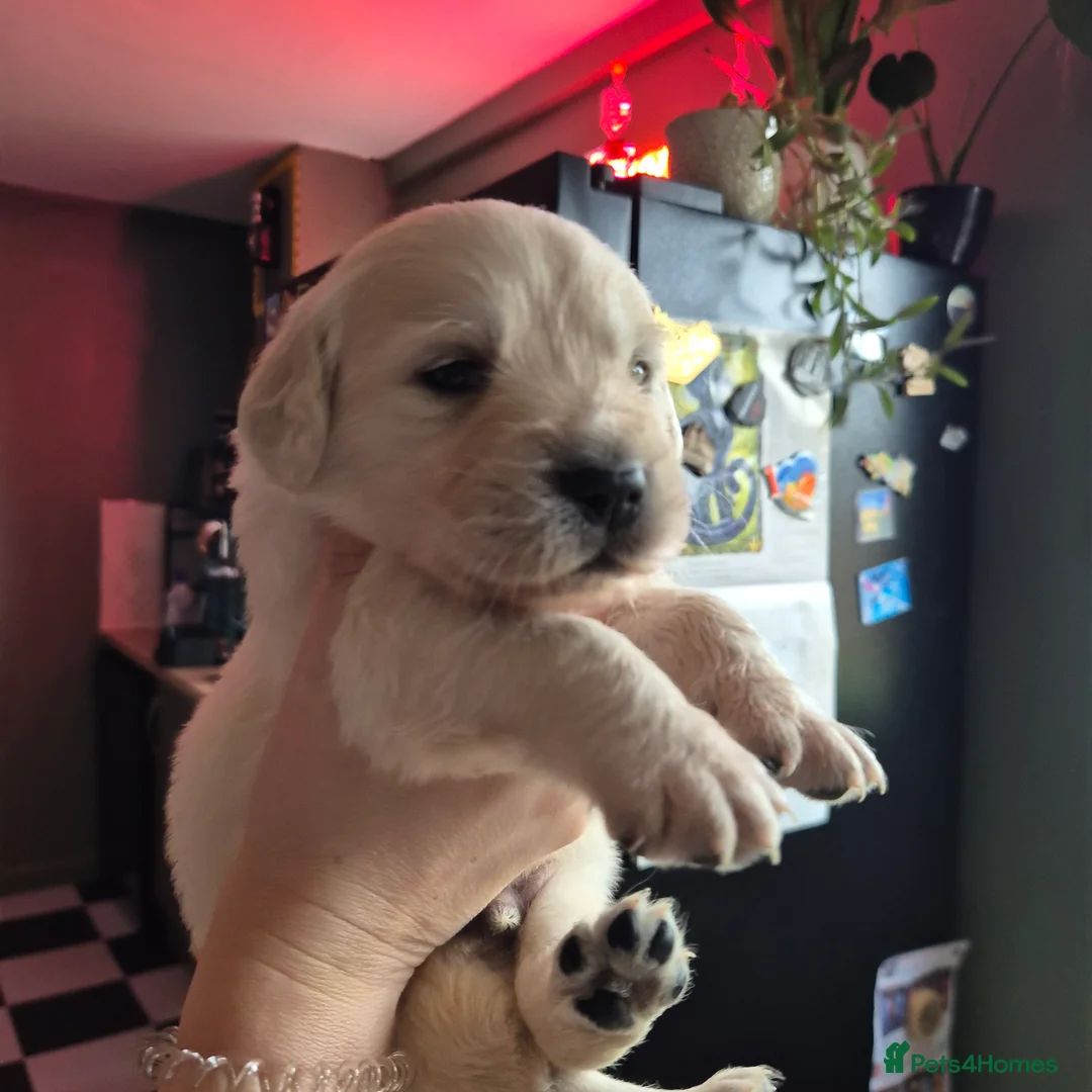 Golden Retriever dogs for sale: 8 beautiful GR  - Advert 2