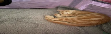 Mixed Breed Kitten 2