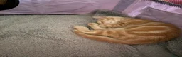 Mixed Breed cats for sale: 3 x kittens - Advert 7