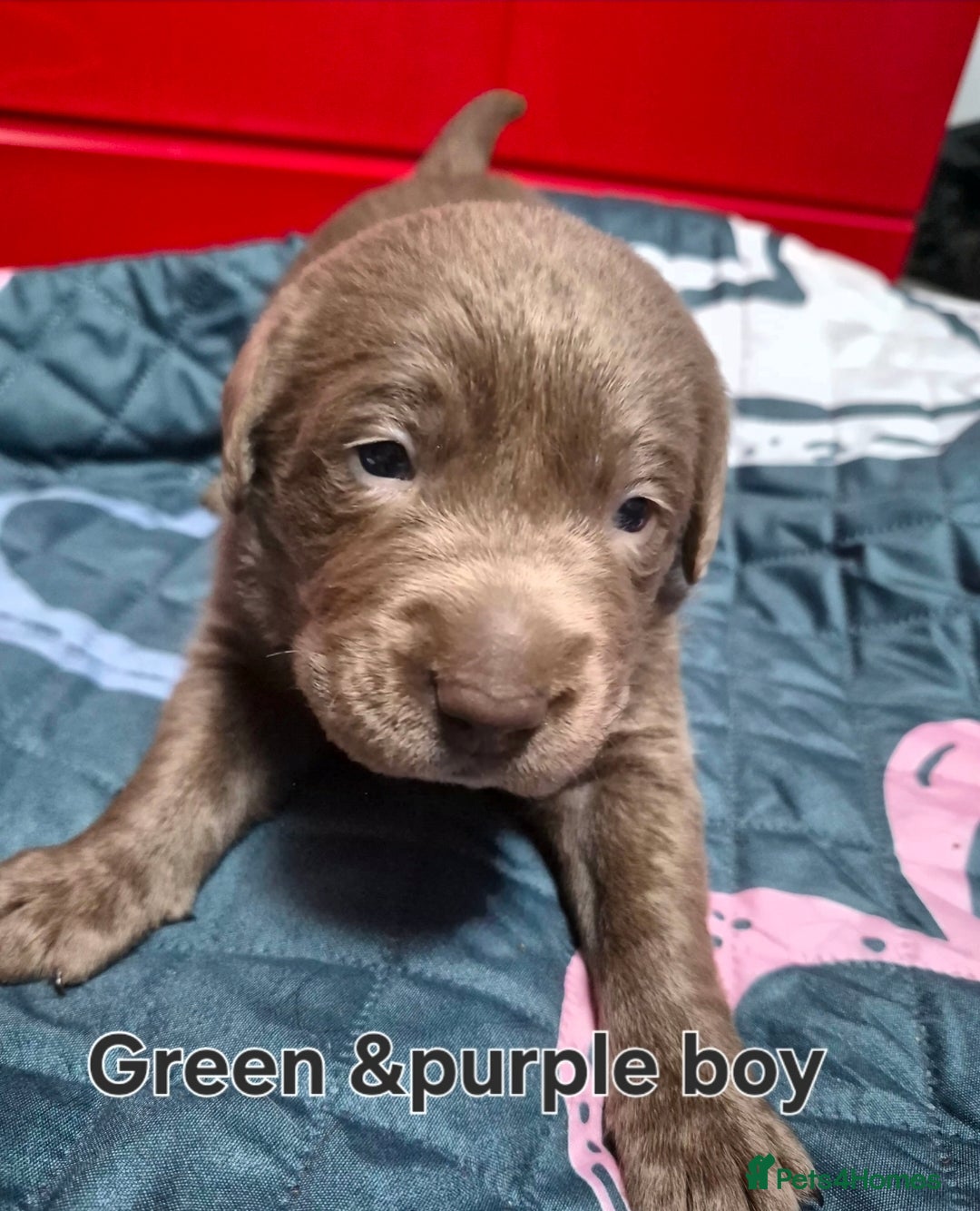 Labrador Retriever dogs for sale: 💎 Stunning Litter of 8 Silver Labradors 💎 - Advert 9