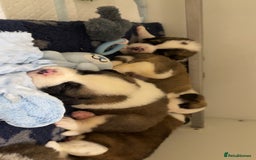 Saint Bernard dogs for sale: Outstanding chunky Saint Bernard puppies for sale - Image 22