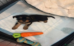 Yorkshire Terrier dogs for sale: Yorkshire terrier puppies - Image 1