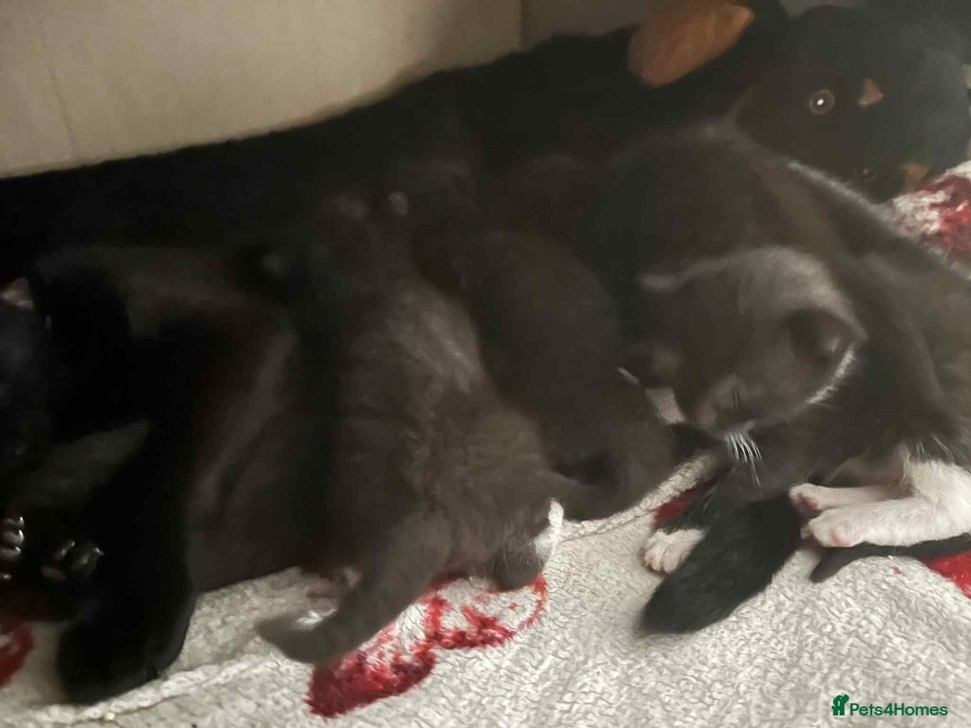 Domestic Shorthair cats for sale: 4 beautiful kittens  - Image 5