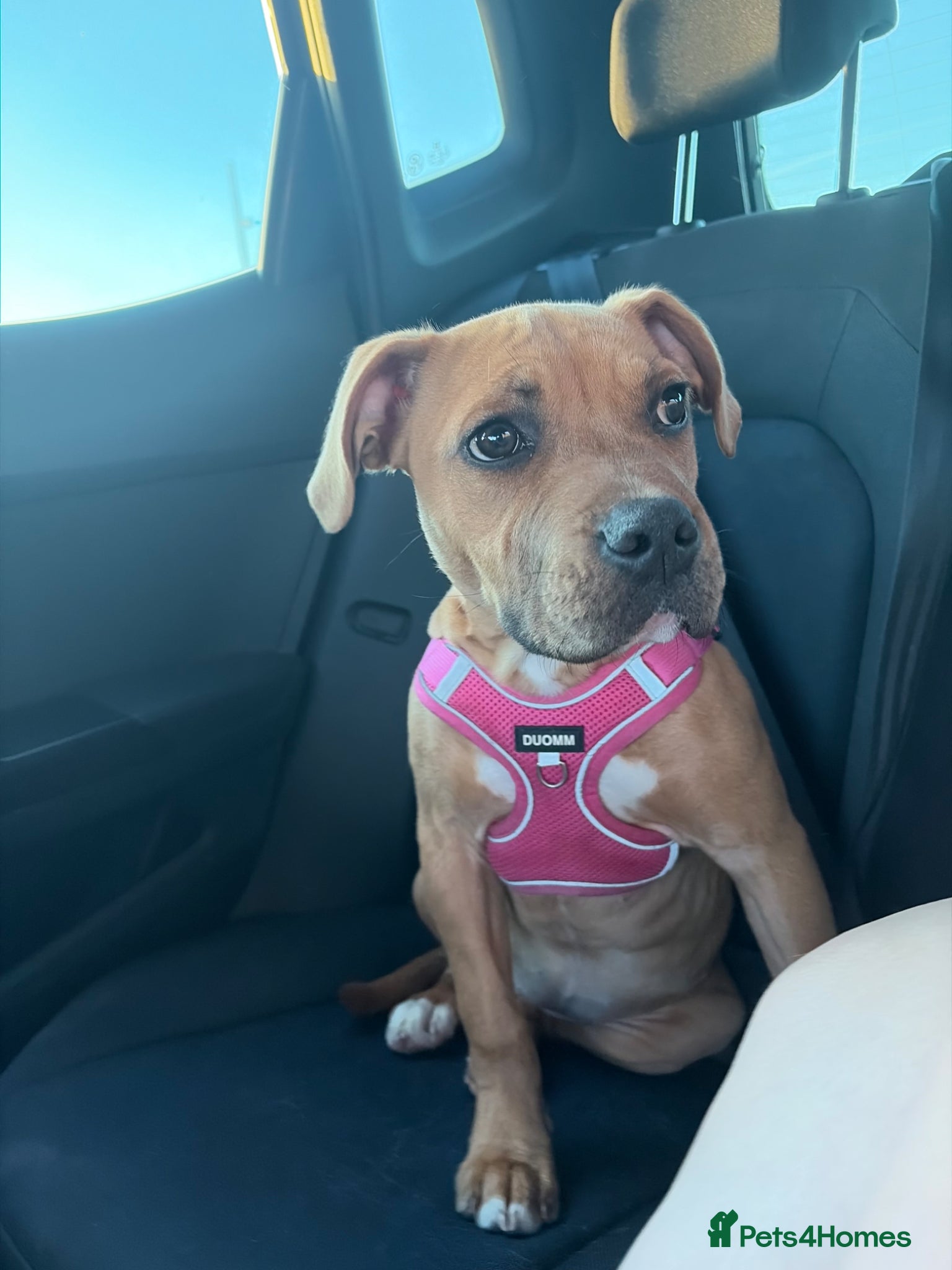 Mixed Breed dogs Staffs crossed  - Advert 8