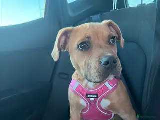 Mixed Breed dogs Staffs crossed - Advert 8