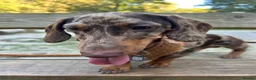 Miniature Dachshund dogs for sale: 1 year old Miniature Dachshund  in Waterlooville - Advert 2