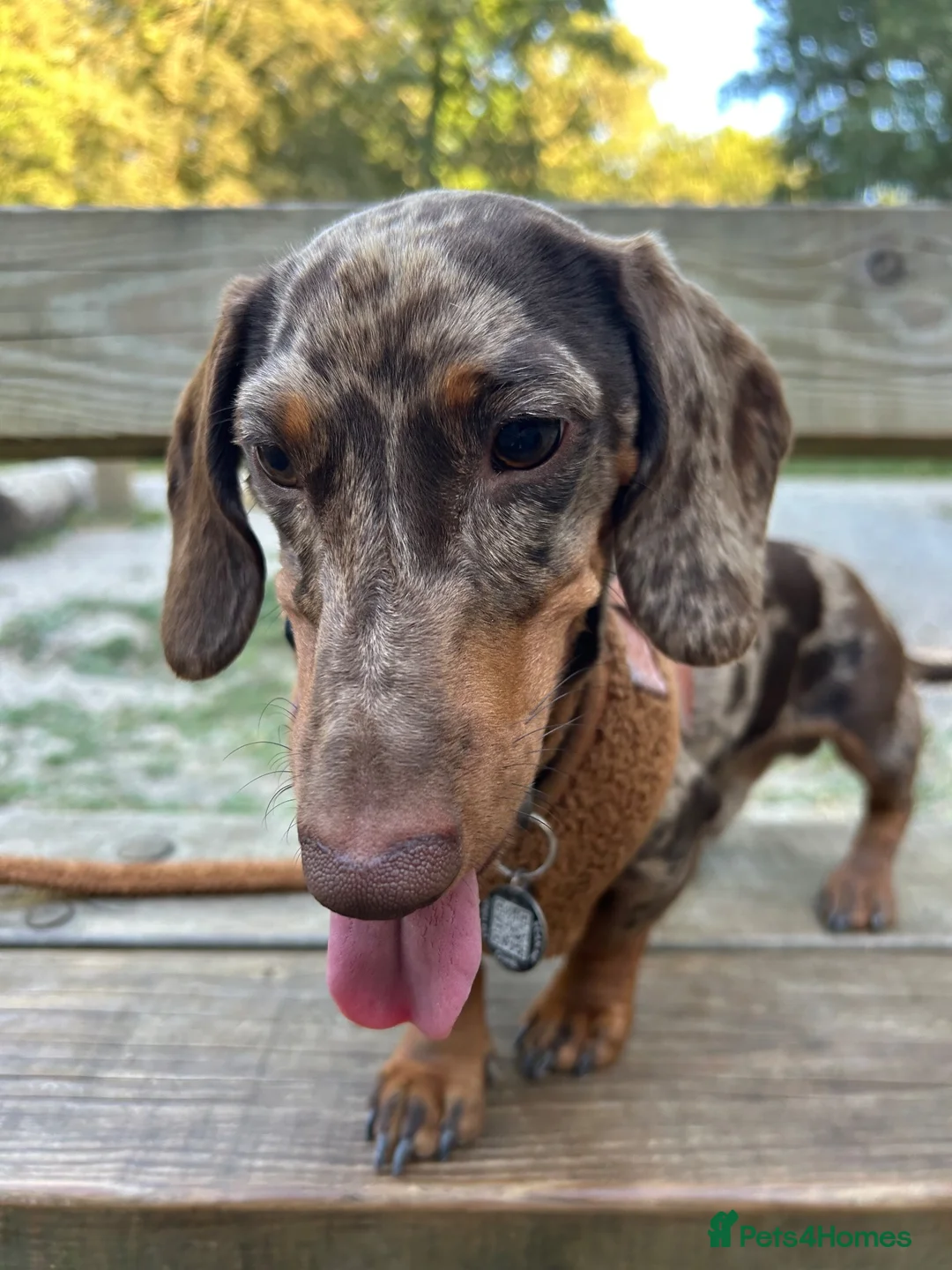 Miniature Dachshund dogs for sale: 1 year old Miniature Dachshund  in Waterlooville - Advert 2