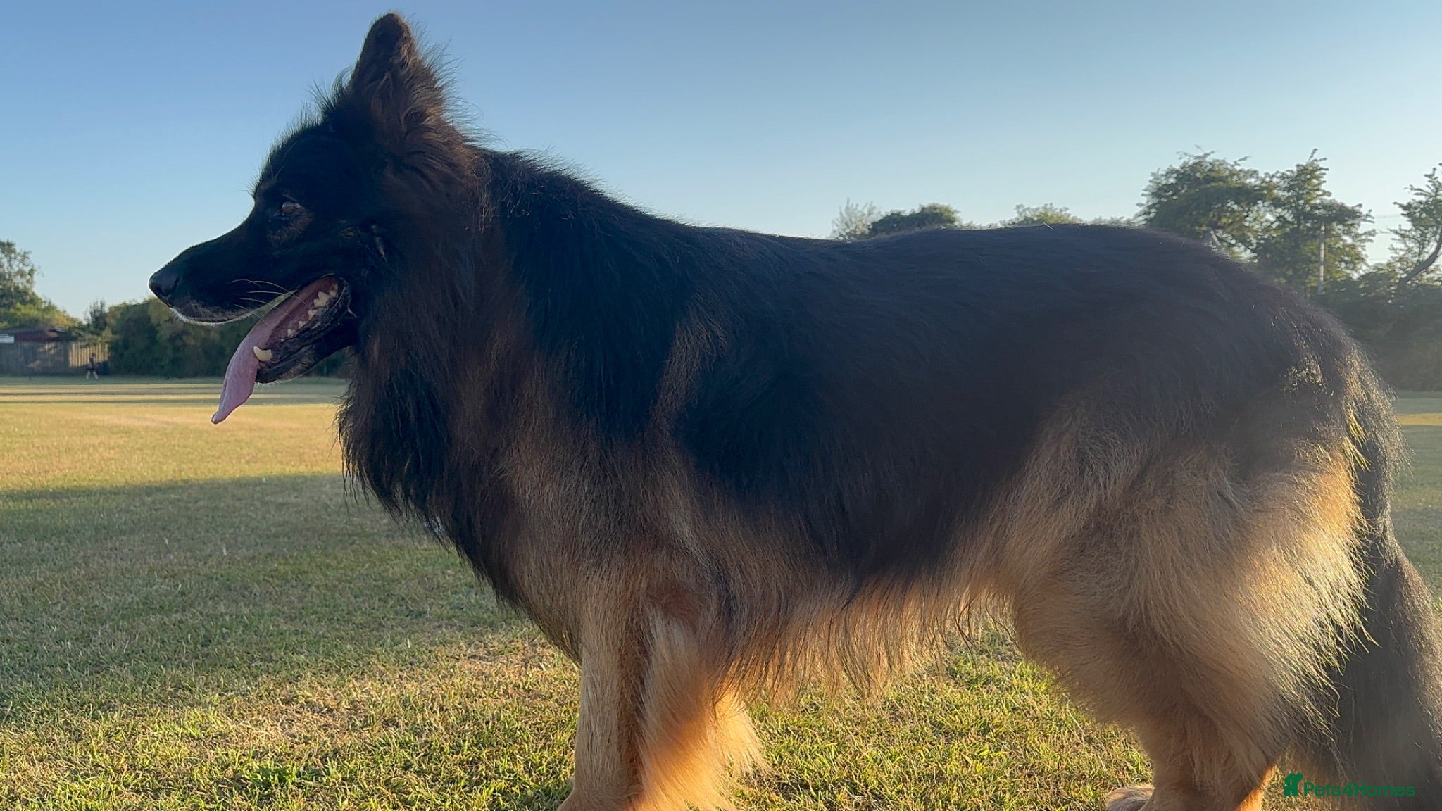 German Shepherd dogs German Sheppard For Stud security trained working - Advert 1