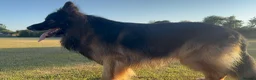 German Shepherd dogs for stud: German Sheppard For Stud security trained working - Advert 1