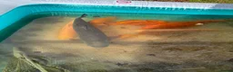 Other/Mixed Breed fish for sale: Fish mixed, koi, pond equipment  in Telford - Advert 24