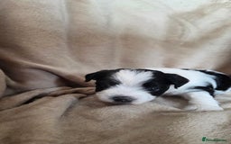 Biewer Terrier dogs for sale: Biewer Yorkshire Terrier  - Image 9