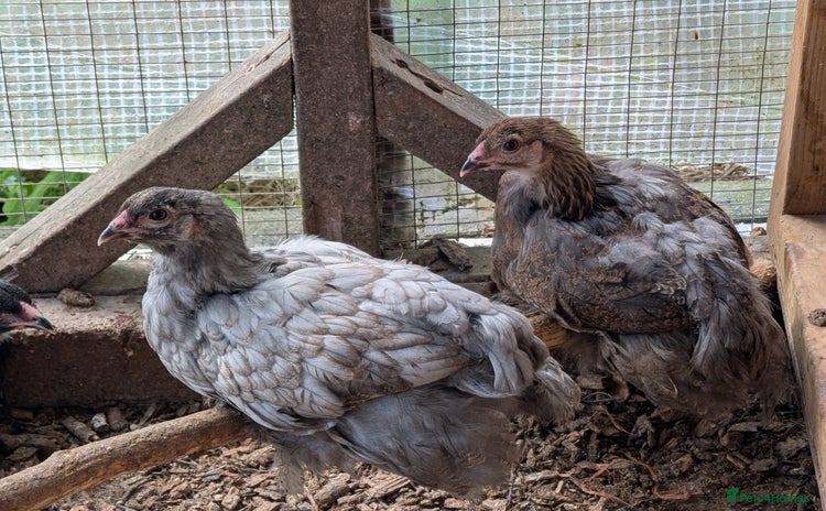 Chickens poultry - Advert 8