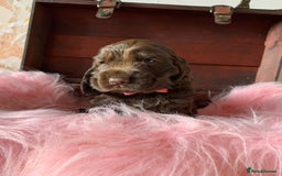 Cocker Spaniel dogs for sale: 5* LICENSED KC SHOW H/TESTED PUPPIES  - Image 27