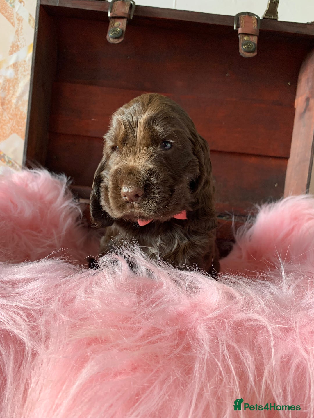 Cocker Spaniel dogs for sale: 5* LICENSED KC SHOW H/TESTED PUPPIES  - Image 27