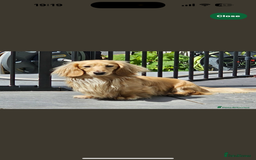 Miniature Dachshund dogs for sale: LONG COAT CREAM BOY  - Image 1