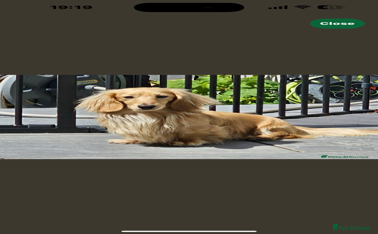 Miniature Dachshund dogs - Advert 1