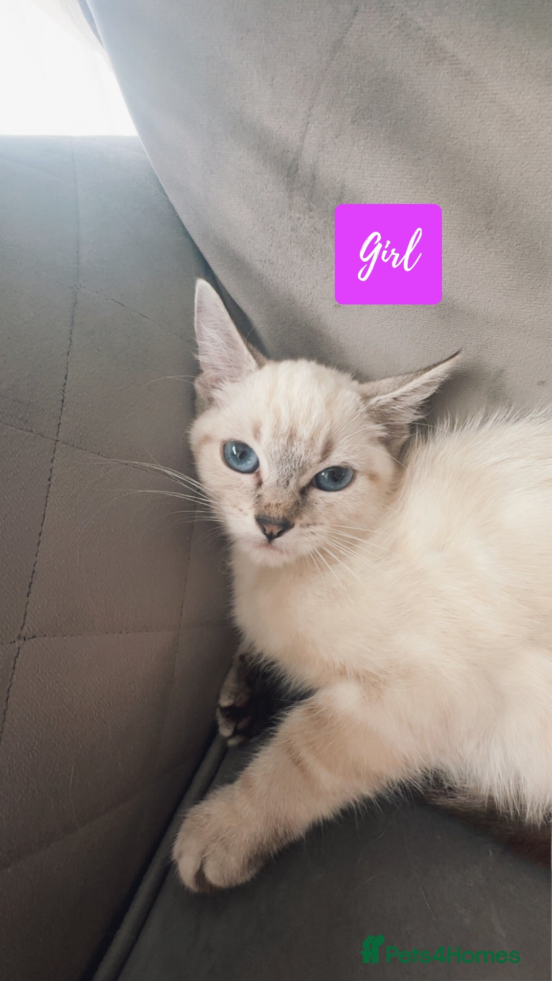 Ragdoll cats for sale: 💙Beautiful Ragdoll Kittens – Ready Now – £700 - Image 6