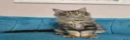 Maine Coon cats for sale: TICA Pedigree Registered Maine Coon Kittens - Advert 9