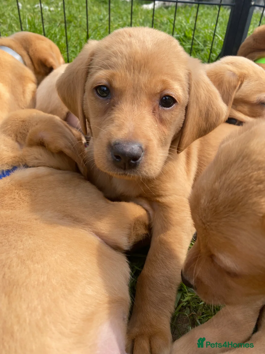 Gallery Image {{count}}