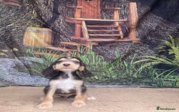 Cocker Spaniel dogs for sale: Cocker Spaniel puppies  - Image 6