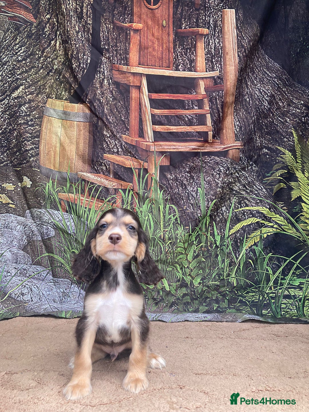 Cocker Spaniel dogs for sale: Cocker Spaniel puppies  - Image 6