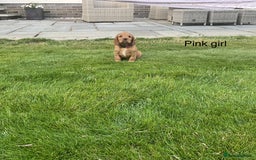 Cocker Spaniel dogs for sale: Hereditary clear Kc reg working Cocker spaniels - Image 4