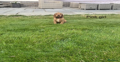Cocker Spaniel dogs - Advert 2