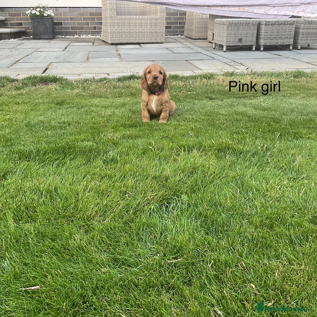 Cocker Spaniel dogs for sale: Hereditary clear Kc reg working Cocker spaniels - Image 4