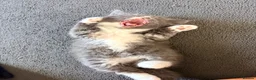 Mixed Breed cats for sale: Fluffy babies  - Advert 15