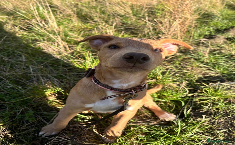 Patterjack dogs - Advert 1