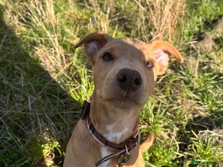 Patterjack dogs - Advert 1