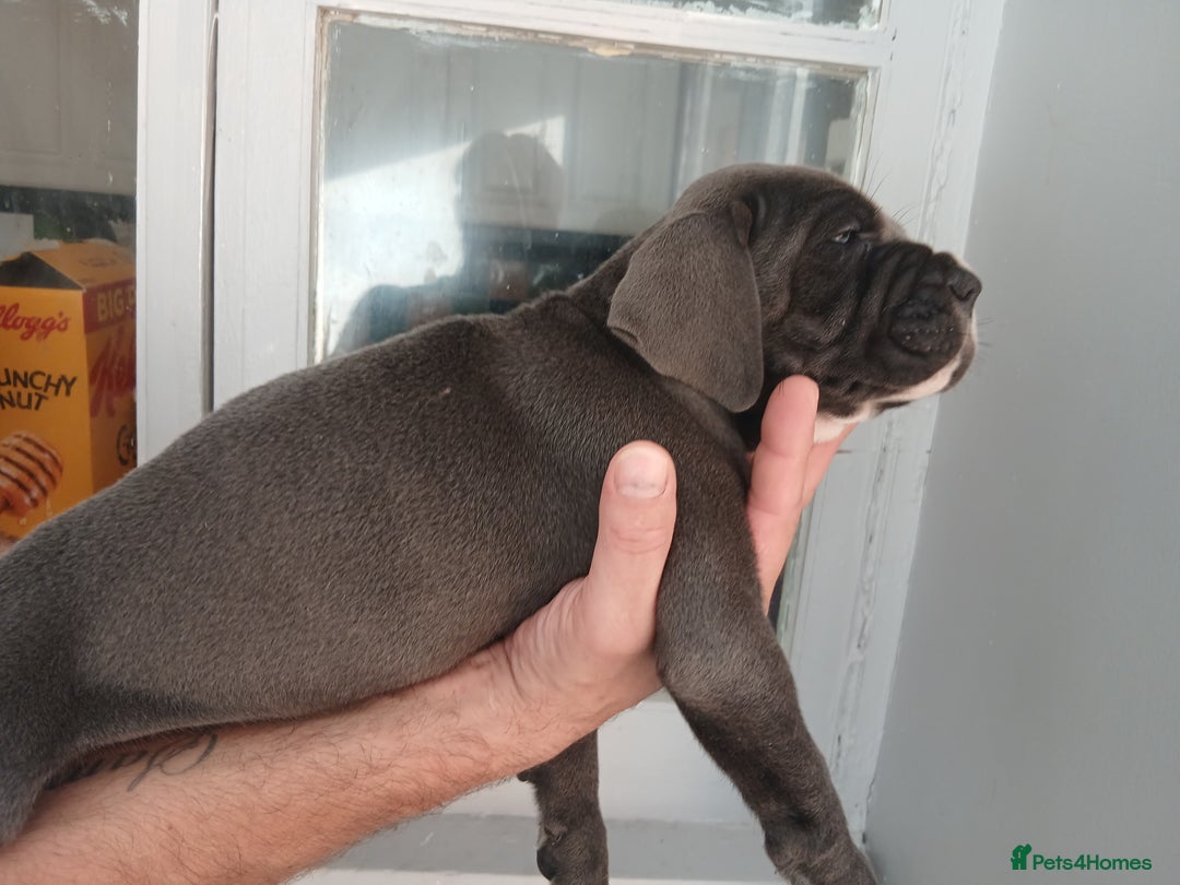 Cane Corso dogs for sale: 1 boy 2 girls remaining  - Image 18