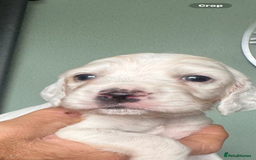 English Setter dogs for sale: English setter pups - Image 6